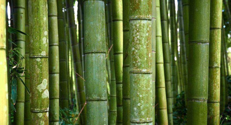 Quel est le nom scientifique du bambou ?