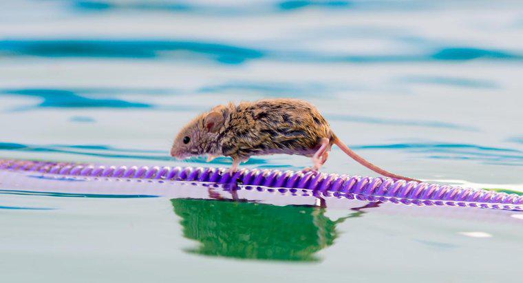 Combien de temps une souris peut-elle vivre sans eau ?