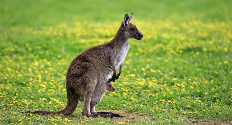 Combien de temps vivent les kangourous ?