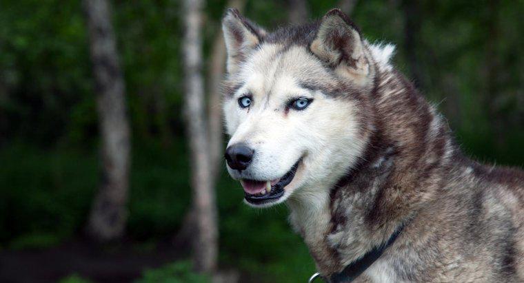 Quelle est la signification des noms pour un husky sibérien ?