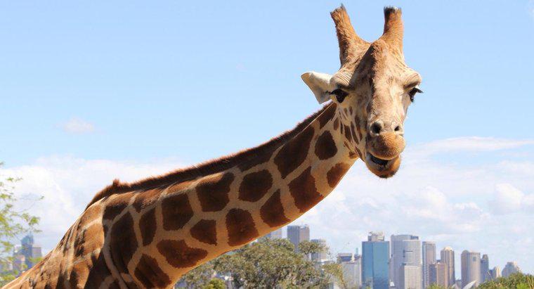 Les girafes sont-elles une espèce en voie de disparition ?