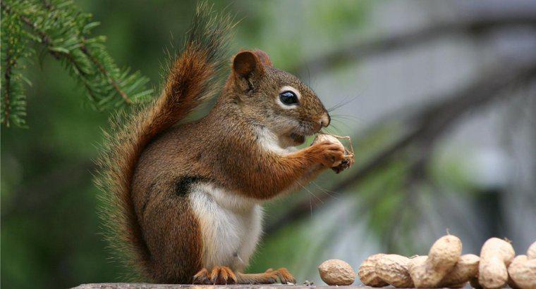 Quel genre de noix les écureuils mangent-ils ?
