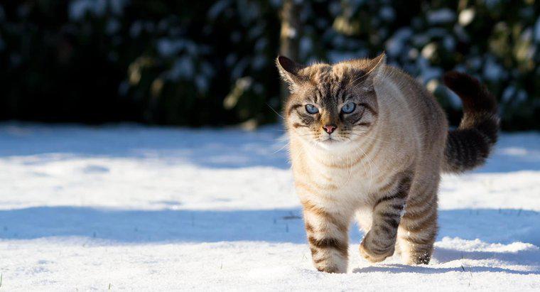 À quoi ressemble un chat siamois Lynx-Point ?