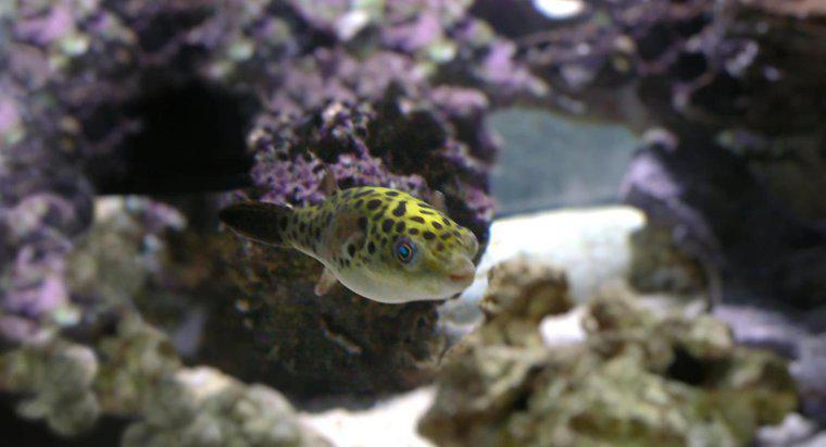 Qu'est-ce qu'un poisson-globe vert ?