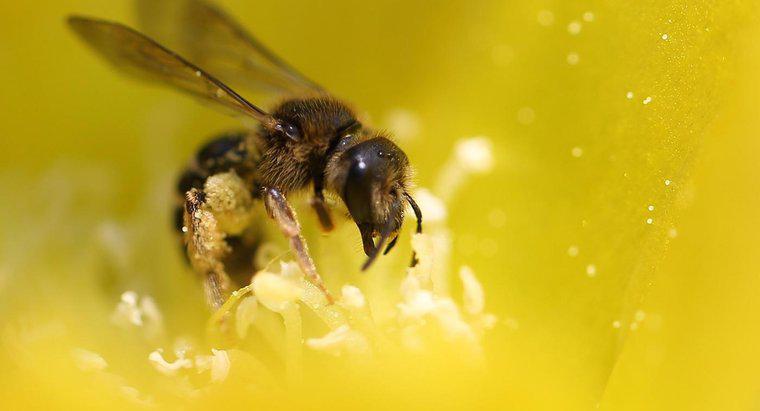 Que mangent les abeilles ?