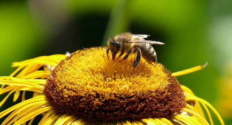 Quels sont les symptômes de la réaction aux piqûres d'abeilles ?
