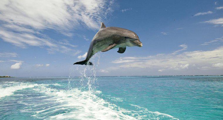 Quelles sont les différences entre les dauphins et les marsouins ?