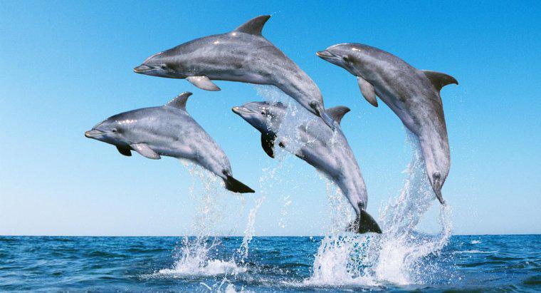 Comment appelle-t-on un groupe de dauphins ?