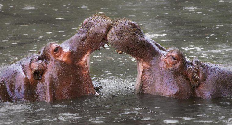 Comment les hippopotames se protègent-ils ?