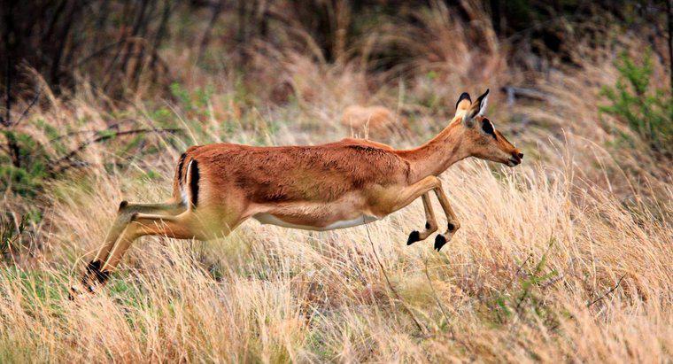 Quels sont les types d'antilopes africaines ?