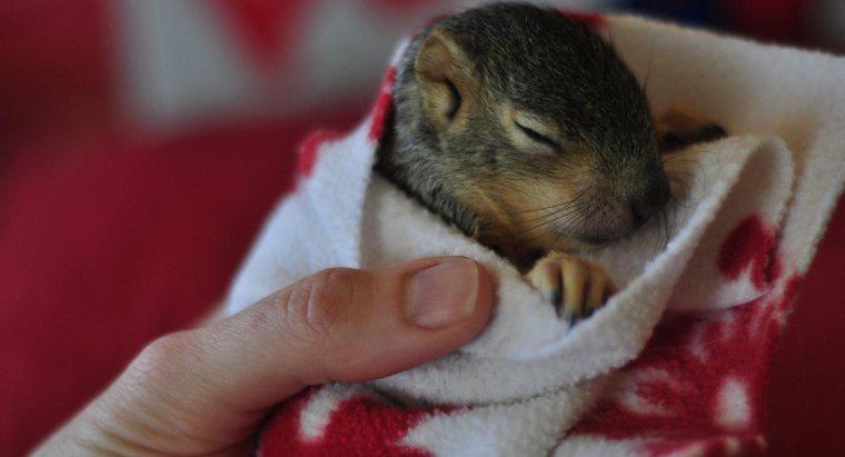 Comment s'appelle un bébé écureuil ?