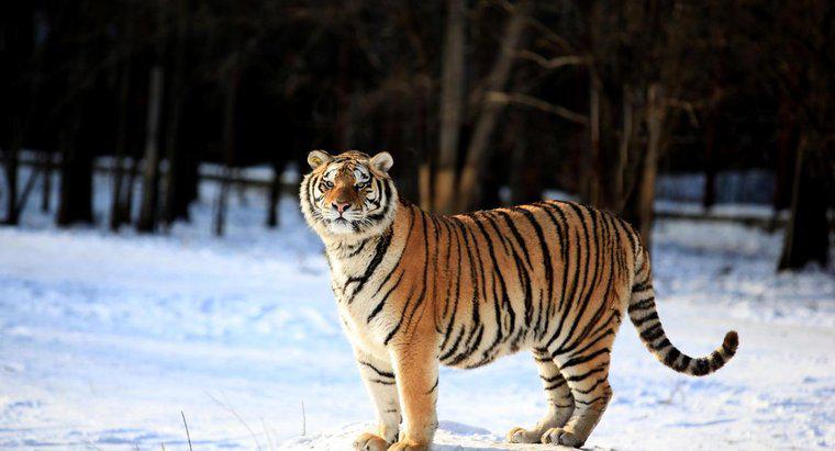 Les tigres sont-ils plus forts que les lions ?