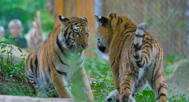 A quoi ressemblent les tigres de Sibérie ?