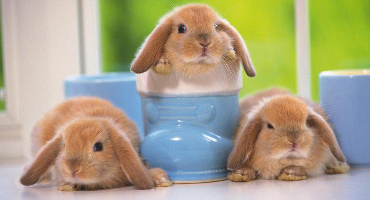 Où pouvez-vous acheter des mini lapins Lop ?