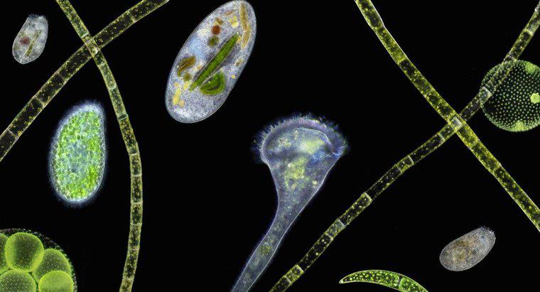Quels sont les exemples d'organismes unicellulaires?