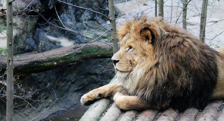 Pourquoi les Lions sont-ils en danger ?