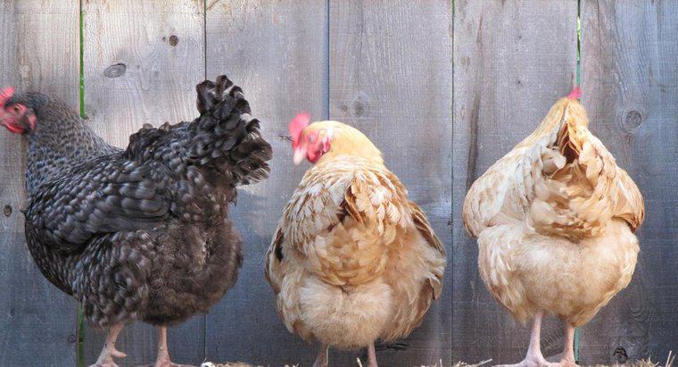 Les poules peuvent-elles pondre des œufs sans coq ?