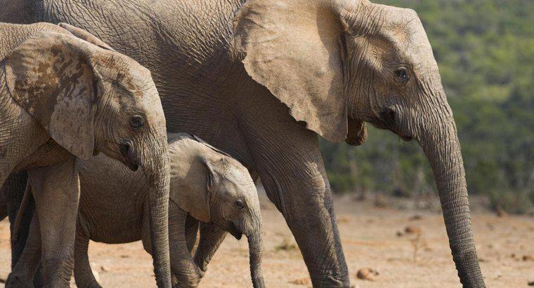 Combien de temps une éléphante est-elle enceinte ?