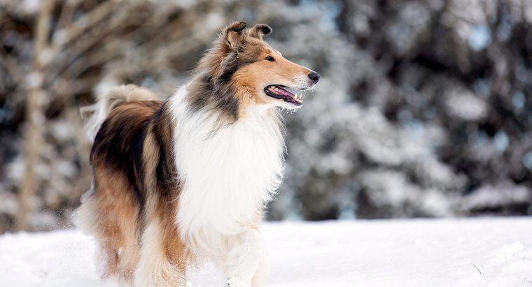 Quel genre de chien était Lassie ?