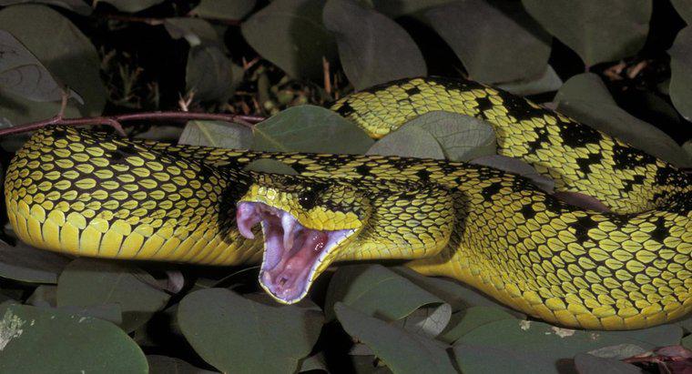 Quelle nourriture le serpent vipère mange-t-il?