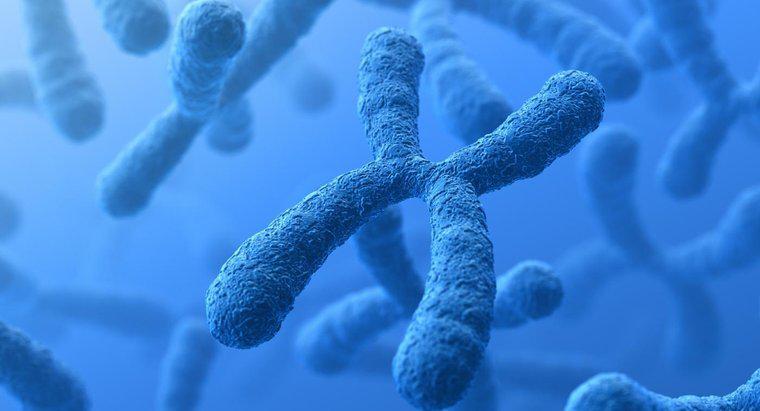 Quelle est la différence entre les chromosomes et les gènes ?