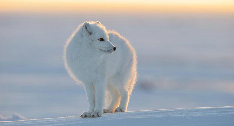 Quels animaux vivent au pôle Nord ?