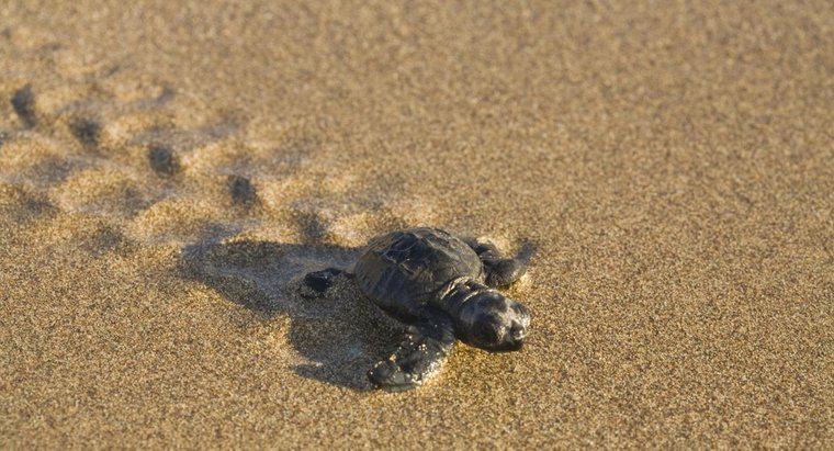 À quelle vitesse une tortue se déplace-t-elle ?