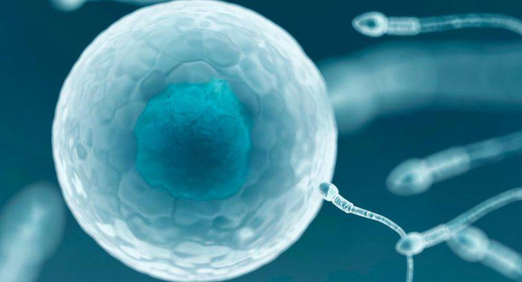 Pourquoi un seul spermatozoïde peut-il féconder un ovule ?