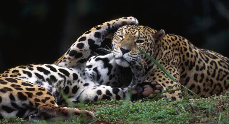 Comment s'appelle une femelle Jaguar ?