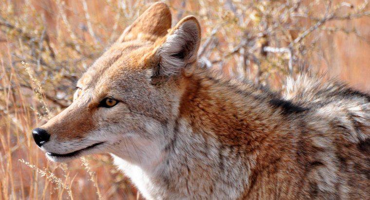 Quelle est la différence entre un coyote et un chien ?