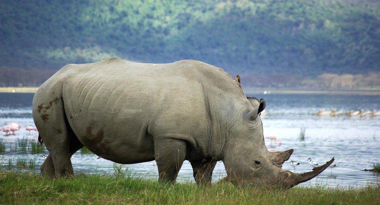 Combien de rhinocéros blancs reste-t-il dans le monde ?
