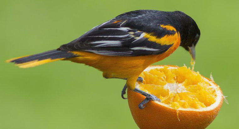 Quels animaux mangent des oranges ?