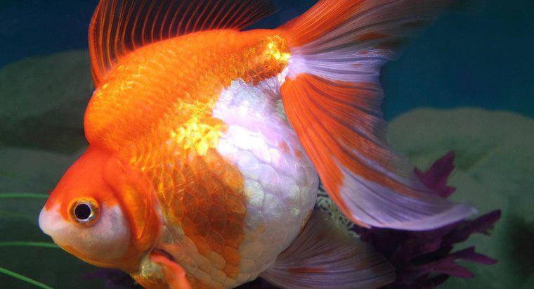 Quels sont les signes d'un poisson rouge enceinte?