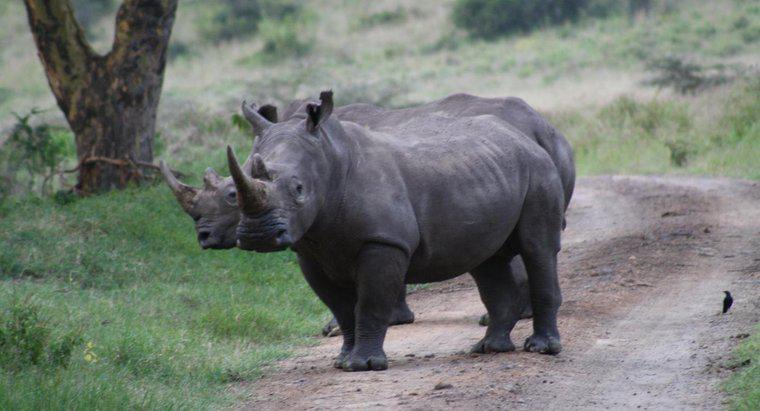 La corne d'un rhinocéros est-elle en ivoire ?