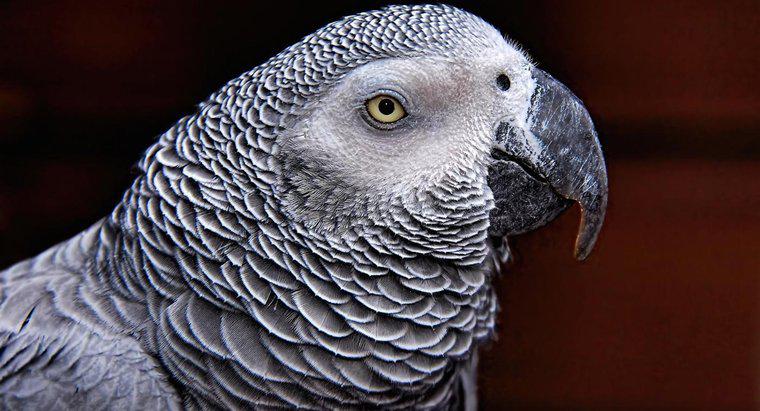 Combien de temps vit un perroquet gris d'Afrique ?
