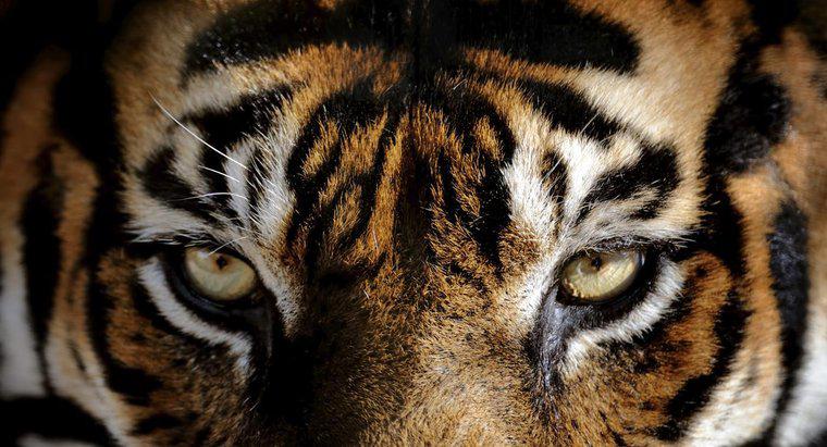 De quelle couleur les yeux ont-ils les tigres ?