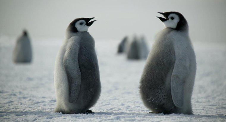 Comment les pingouins communiquent-ils ?
