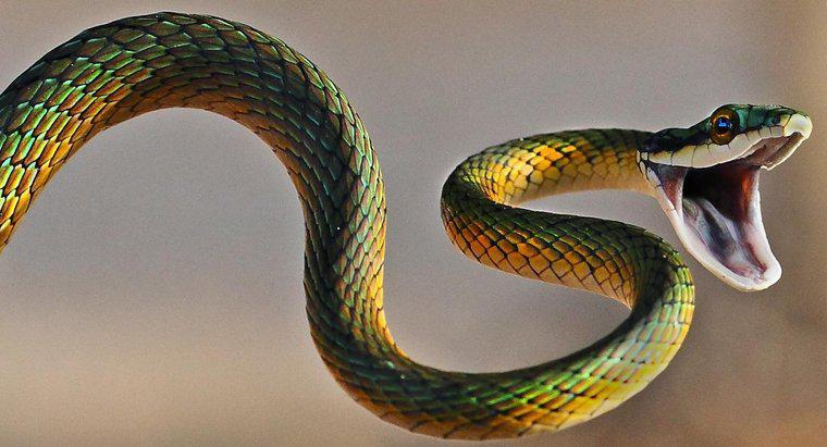 Quelle est la relation entre les scorpions et les serpents ?