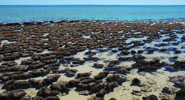 Que sont les stromatolites ?