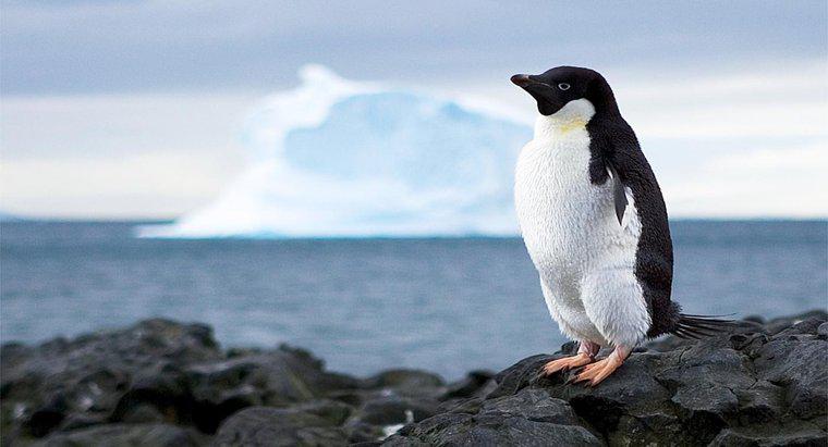 Qu'est-ce qui empêche l'utilisation des ressources de l'Antarctique ?