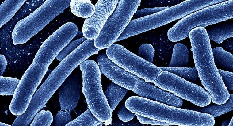 En quoi les eubactéries et les archéobactéries diffèrent-elles?