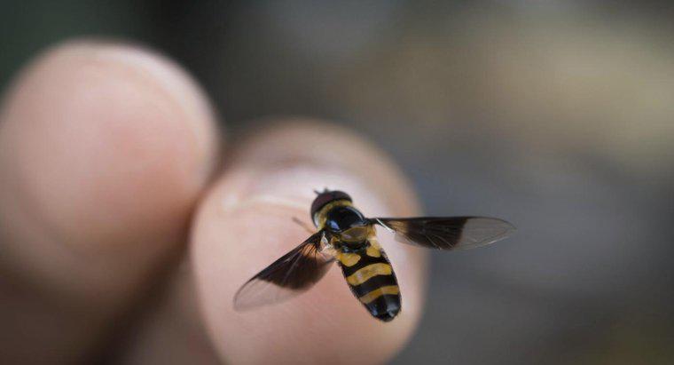 Quels sont les signes et les symptômes de l'allergie aux piqûres d'abeilles?