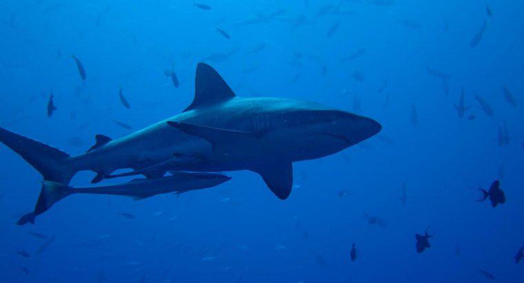Pourquoi les requins sont-ils importants ?