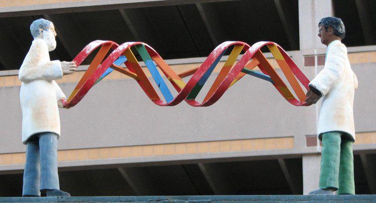 Comment l'ADN détermine-t-il les caractéristiques d'un organisme ?