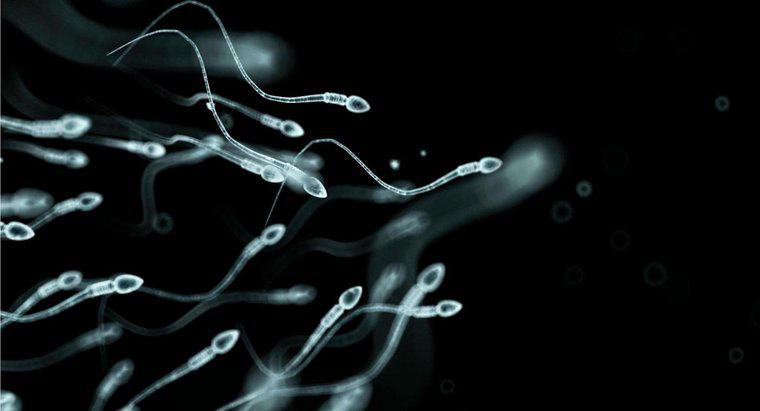 À quelle fréquence les hommes produisent-ils du sperme ?