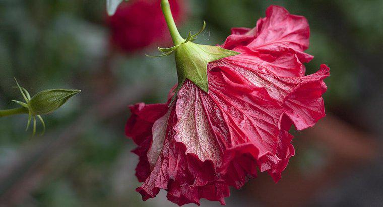 À quelle fréquence arrosez-vous une plante d'hibiscus?