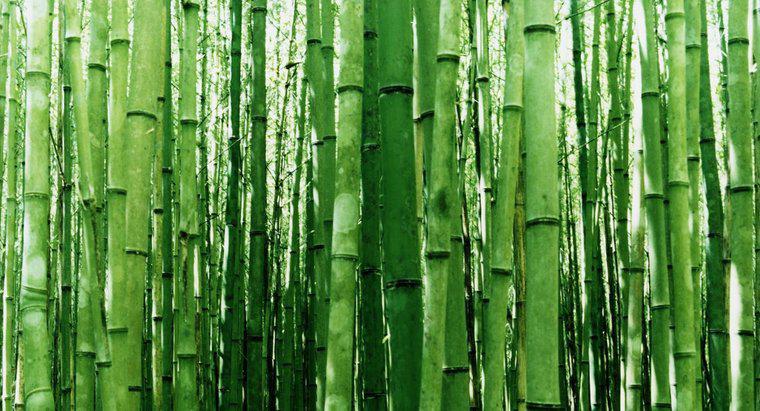 Comment prélever des boutures de bambou ?