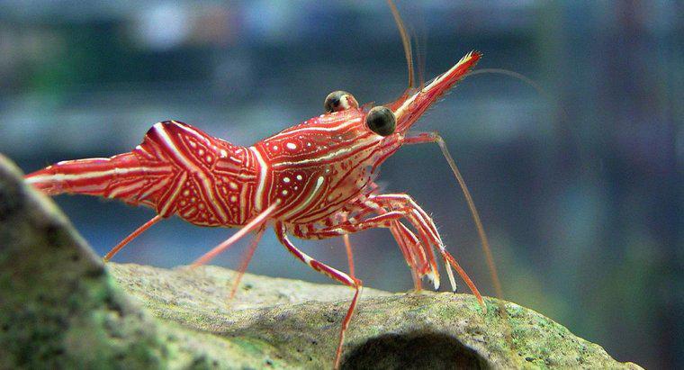 Quelles sont les adaptations de crevettes?