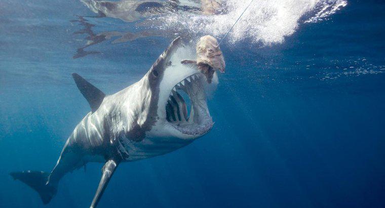 Comment un grand requin blanc se protège-t-il ?