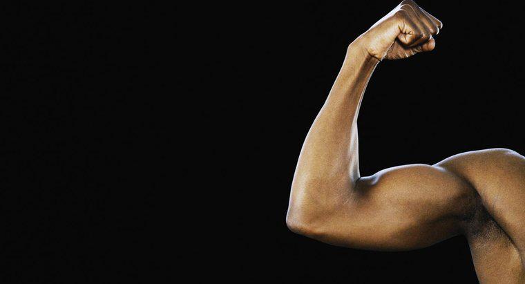 Quelle est la taille des biceps de l'homme moyen ?